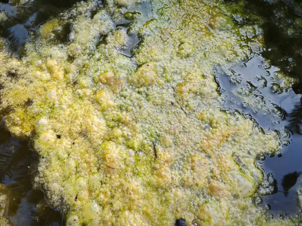 Greenish Algae Sludge Floating Surface Well — Stock Photo, Image