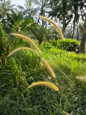 yabani çalı setaria knootroot bristlegrass çayırı