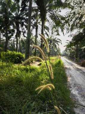 yabani çalı setaria knootroot bristlegrass çayırı