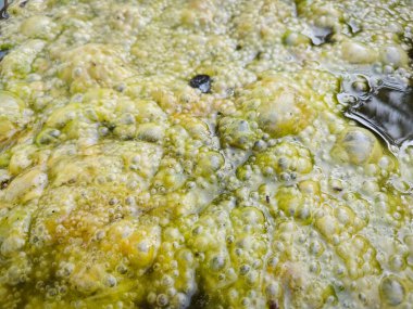 greenish algae sludge floating on the surface of the well. clipart