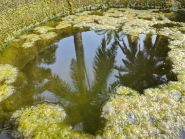 Kuyunun yüzeyinde yüzen yeşil yosun atığı..