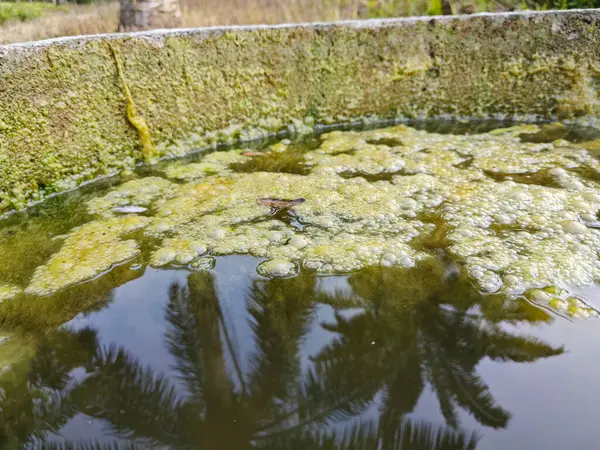 Zielonkawy Osad Alg Unoszący Się Powierzchni Studni — Zdjęcie stockowe