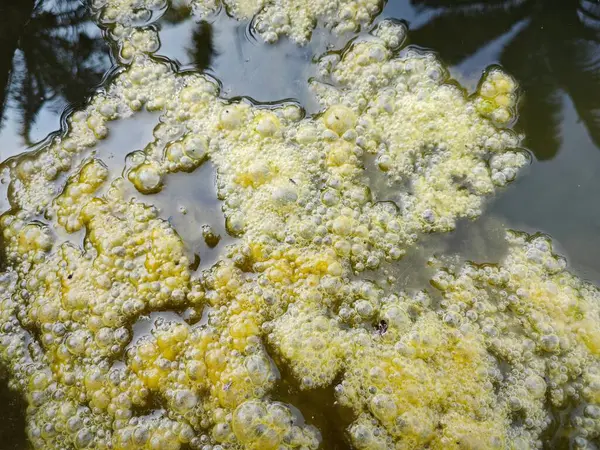 Lodo Algas Verdosas Flotando Superficie Del Pozo —  Fotos de Stock