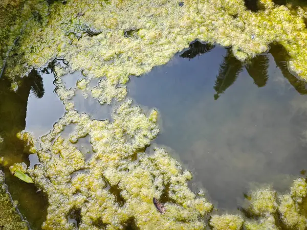 井戸の表面に浮かぶ緑豊かな藻の汚泥 — ストック写真