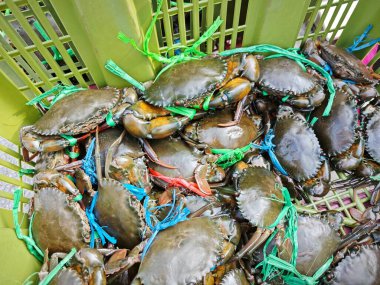 Canlı çamur ya da mangrov yengeçleri sepette satılıktır..