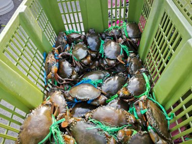 Canlı çamur ya da mangrov yengeçleri sepette satılıktır..