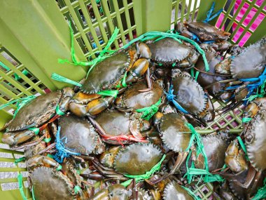 Canlı çamur ya da mangrov yengeçleri sepette satılıktır..