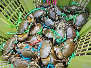 Canlı çamur ya da mangrov yengeçleri sepette satılıktır..