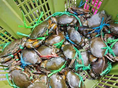 Canlı çamur ya da mangrov yengeçleri sepette satılıktır..