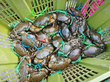 Canlı çamur ya da mangrov yengeçleri sepette satılıktır..