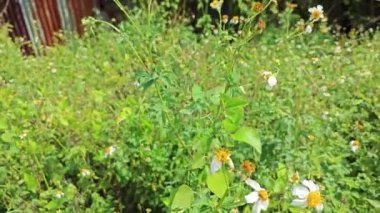 Vahşi doğada küçük beyaz albra yaprağı demeti..