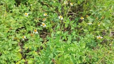 Vahşi doğada küçük beyaz albra yaprağı demeti..