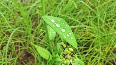 Yağmur çiy damlaları vahşi mutluluğun üzerine düşer. Heterofilla otları..