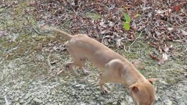 Sokak köpeği yol boyunca başıboş dolaşıyor.