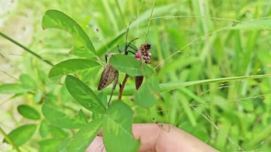 Koreid yaprağı ayaklı böcek ot bitkisinin gövdesine tırmanıyor..