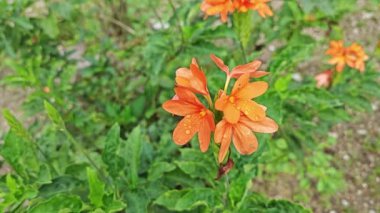 Turuncu renkli çapraz-Sandra infundibuliforis çiçeği kümesi.