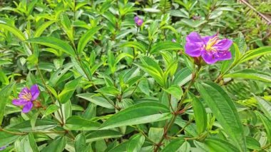 Uzun çalılı, vahşi, mor melastomataceae bitkisi tarlada..