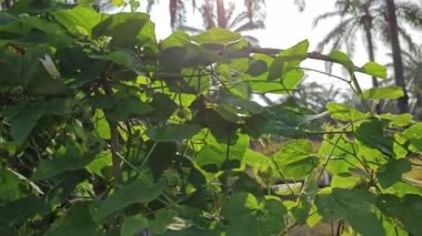 Vahşi kıllı Passiflora Foetida tomurcuğu çalıların arasında.   