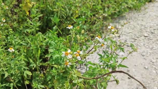 野生の小さな白いバイデンアブラの花の集団 — ストック動画