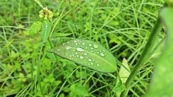 雨のドロップ 野生のエホルビアのヘテロフィラ 雑草の葉 — ストック動画