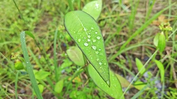 Rain Dew Drops Wild Euphorbia Heterophylla Weed Leaves — Stock Video