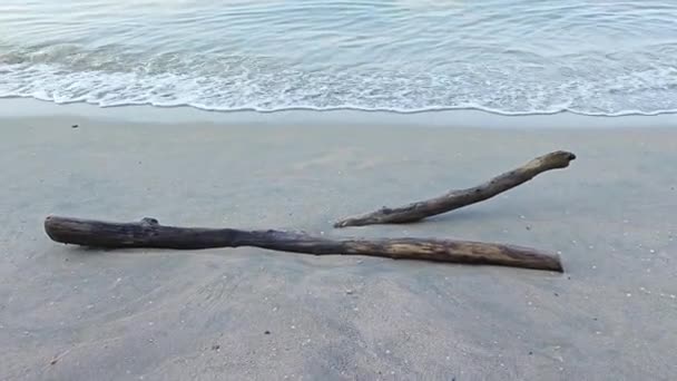 해변에 드리프트 우드의 — 비디오