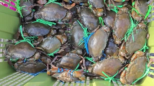 Alive Mud Mangrove Crabs Sale Basket — Stock Video