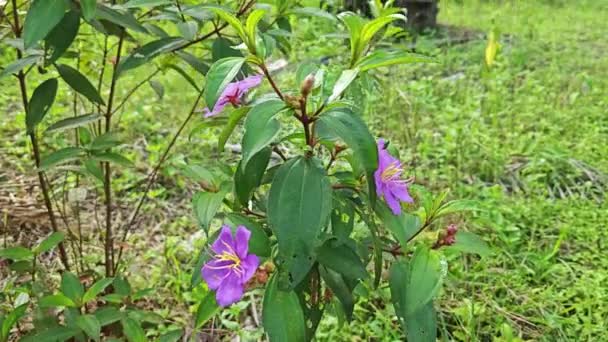 Tall Bushy Wild Purple Melastomataceae Plant Field — Stock Video