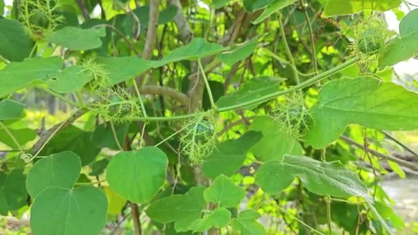 Divoký Chlupatý Passiflora Foetida Bud Křovinatých Větvích — Stock video