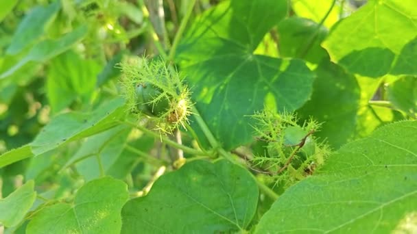 Vahşi Kıllı Passiflora Foetida Tomurcuğu Çalıların Arasında — Stok video