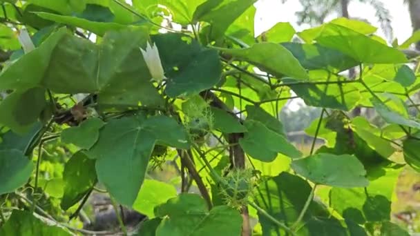 Wilde Behaarte Passiflora Foetida Knospe Den Buschigen Zweigen — Stockvideo
