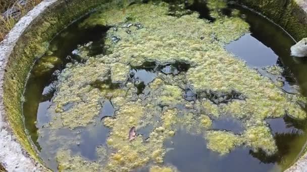 Lodo Algas Verdosas Flotando Superficie Del Pozo — Vídeo de stock