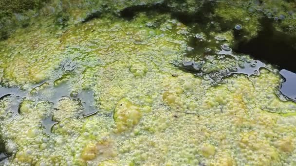 Greenish Algae Sludge Floating Surface Well — Stock Video