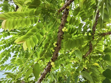 Phyllanthus acidus kümeleri, sapından fışkıran kaz tüyleri..
