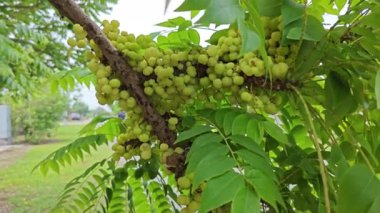 Phyllanthus acidus kümeleri kök salmış bektaşi üzümleri.. 