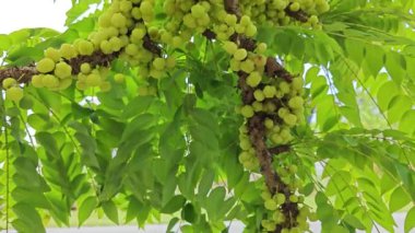 Phyllanthus acidus kümeleri kök salmış bektaşi üzümleri.. 
