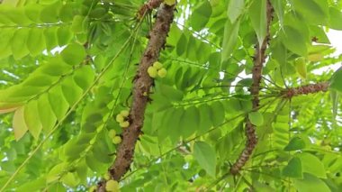 Phyllanthus acidus kümeleri kök salmış bektaşi üzümleri.. 