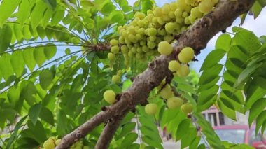 Phyllanthus acidus kümeleri kök salmış bektaşi üzümleri.. 