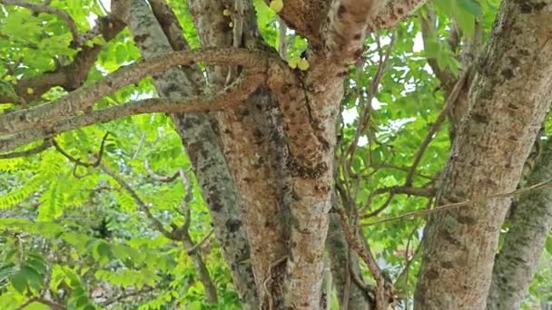Phyllanthus Acidus Kluster Krusbär Som Gror Från Stammen — Stockvideo