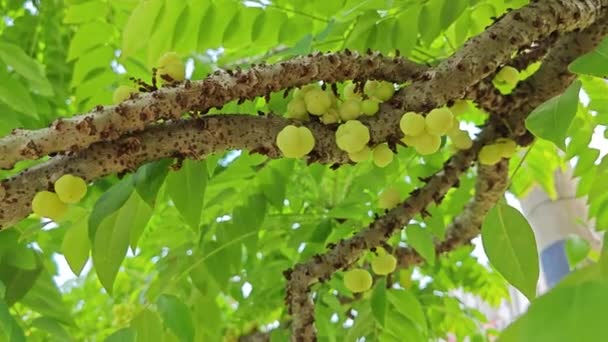 Phyllanthus Acidus Stachelbeerbüschel Die Aus Dem Stamm Sprießen — Stockvideo