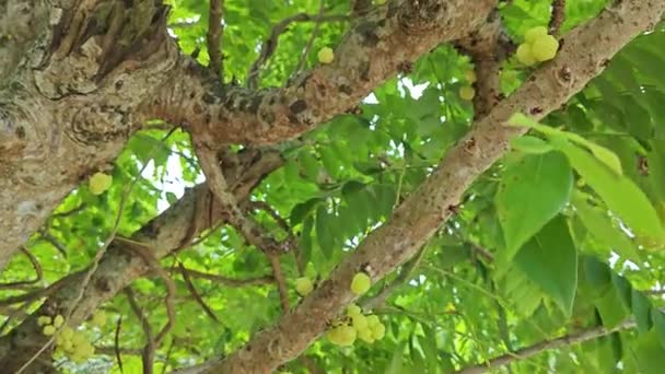 Phyllanthus Acidus Kluster Krusbär Som Gror Från Stammen — Stockvideo