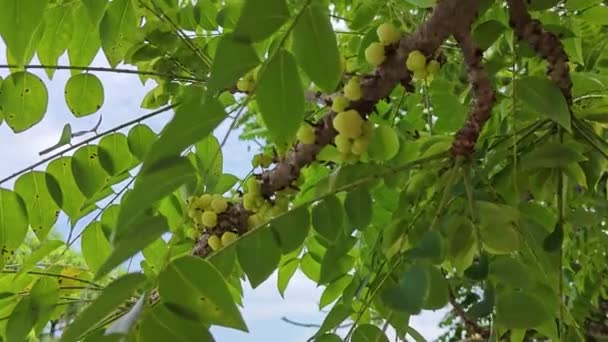 Phyllanthus Acidus Гроздья Ягод Растущих Стебля — стоковое видео