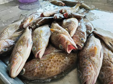 Buz tepsisinde birçok epinefhelus marginatus balığı var..