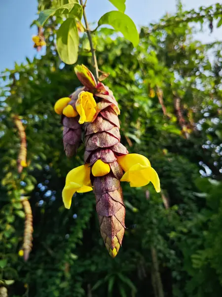 Vad Lóg Szőlő Gmelina Philippensis Báj Virágok — Stock Fotó