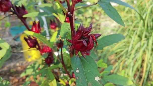 Rote Baumwollfleckkäfer Paaren Sich Der Rosellenpflanze — Stockvideo