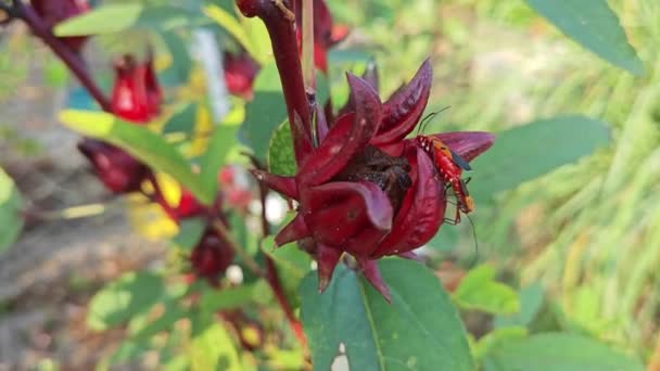 Les Punaises Coton Rouge Accouplent Sur Plante Roselle — Video