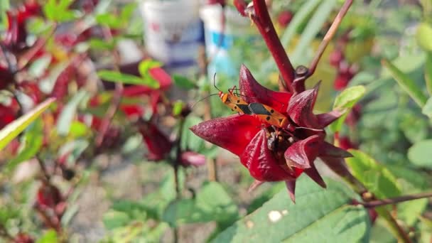 Röda Bomullsfläckiga Insekter Parning Rosellväxten — Stockvideo