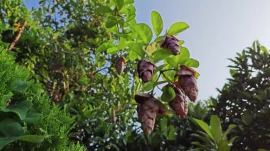 Vahşi bağbozumu gmelina philippensis cazibe çiçekleri. 