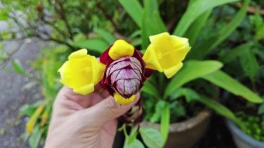 Vahşi bağbozumu gmelina philippensis cazibe çiçekleri. 