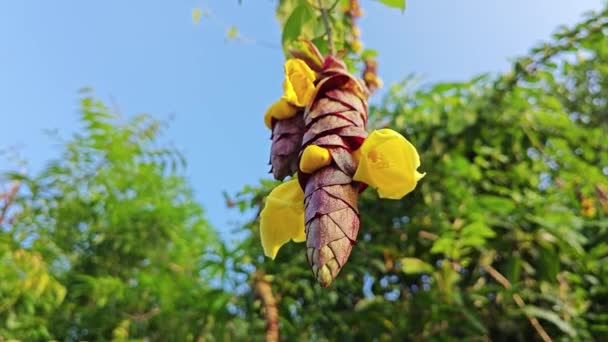 Salvaje Colgante Vinery Gmelina Philippensis Encanto Flores — Vídeo de stock